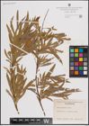 Foto von Salix fluviatilis Nutt.